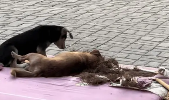 流浪狗在人类扔掉的床垫子上玩耍打闹，好像有了家一样开心幸福