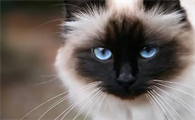 伯曼猫的独特魅力与饲养指南：从小黑脸到长寿秘诀