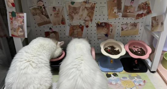 宠物碗哪个牌子好？keevii：用颜值与实力圈粉