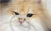 猫的肺水肿什么症状
