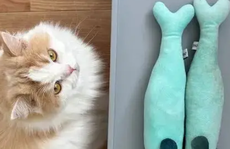 不准丢我的鱼！主人要丢猫的破烂玩具，下一秒心碎了……