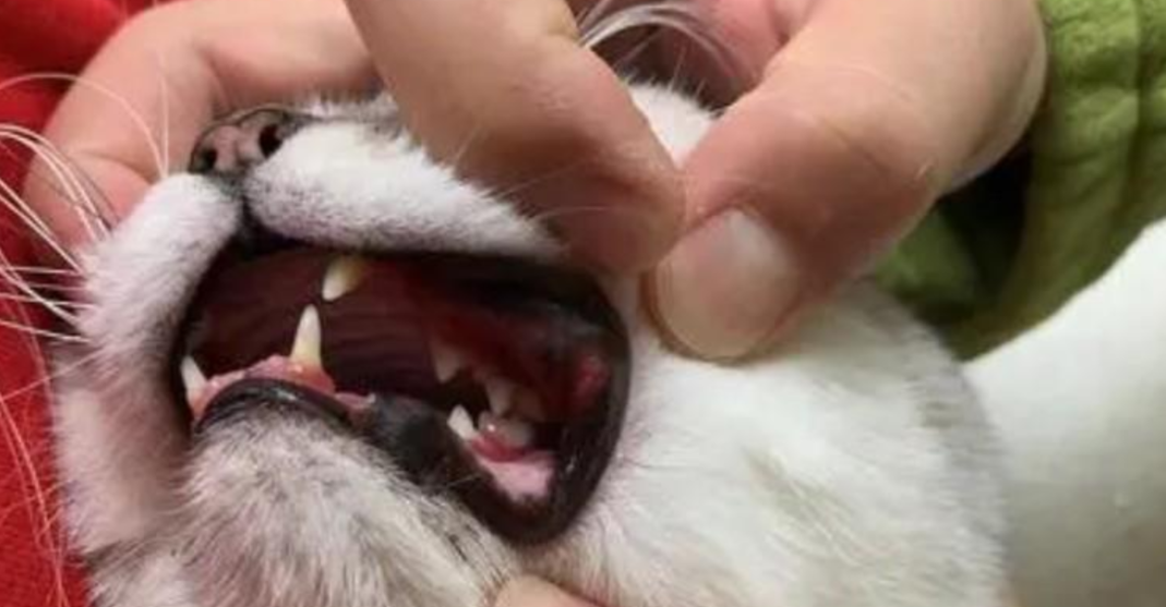 猫口腔炎能自愈吗 猫口腔炎能自愈吗