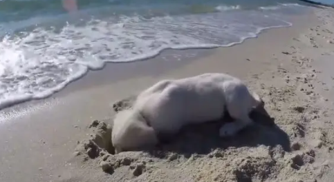主人在沙滩把自己埋了,狗狗也想试试,下一秒发生的事狗狗无语 主人在沙滩把自己埋了,狗狗也想试试,下一秒发生的事狗狗无语