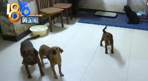 退休大爷把房子让给40条狗住,月花费近万,邻居苦不堪言 退休大爷把房子让给40条狗住,月花费近万,邻居苦不堪言