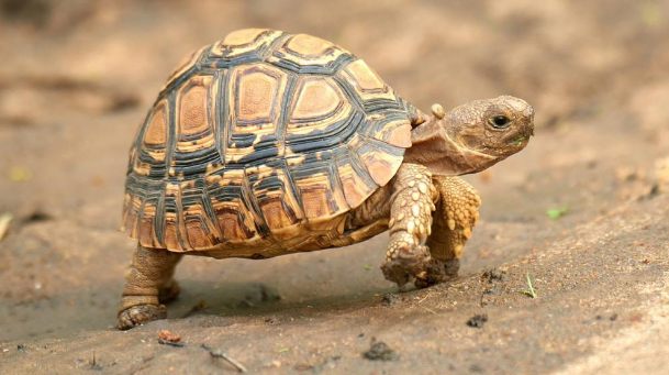 豹纹陆龟怎么看年龄?这几招帮你精准判断 豹纹陆龟怎么看年龄?这几招帮你精准判断