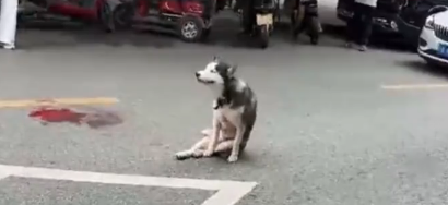 通报:一流浪哈士奇撕咬家禽、咬伤店主后被店主砍伤 通报:一流浪哈士奇撕咬家禽、咬伤店主后被店主砍伤