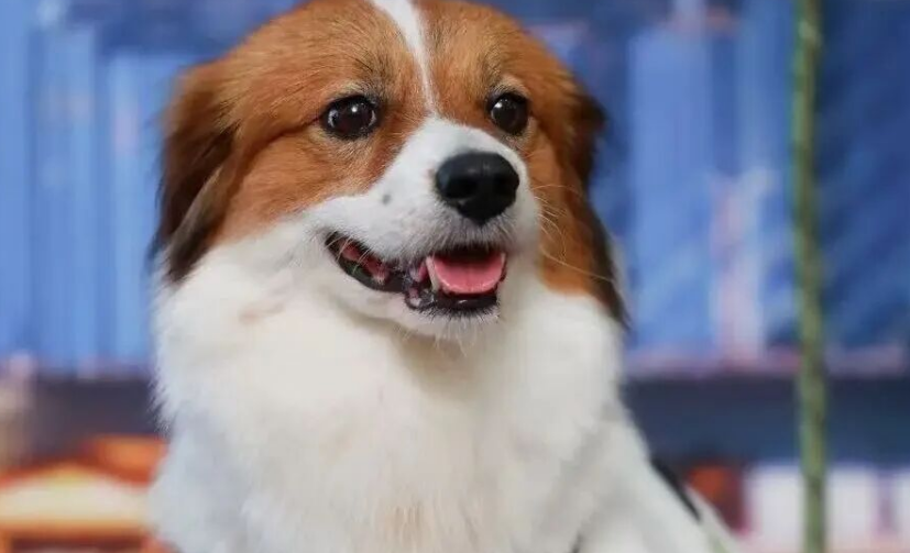 促进宠物经济发展，浙江六部门出台意见