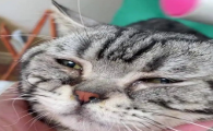 猫咪可以用氧氟沙星滴眼液吗