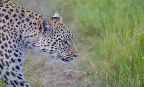 卡马机场发现猎豹出没 请注意! 卡马机场发现猎豹出没 请注意!