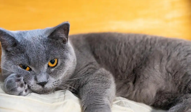 蓝猫怎么看纯不纯？这几个细节一眼辨纯正