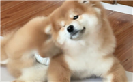 狗狗频繁挠痒是怎么回事