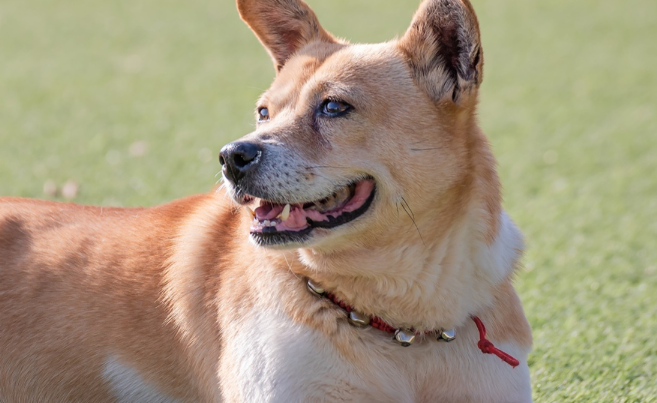 中华田园犬外观分辨指南:告别“土狗”模糊认知 中华田园犬外观分辨指南:告别“土狗”模糊认知