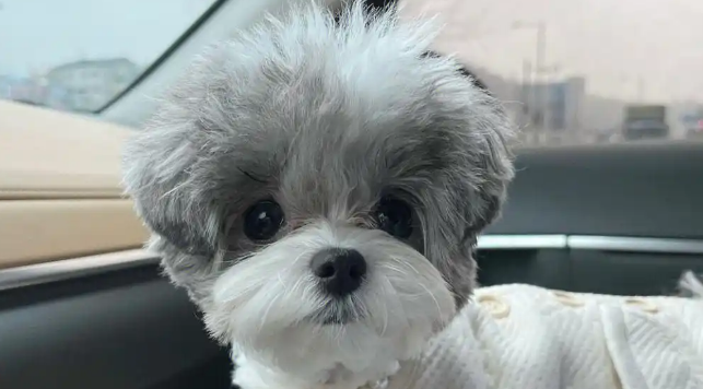 马尔泰犬为什么不建议养？别被颜值骗了！