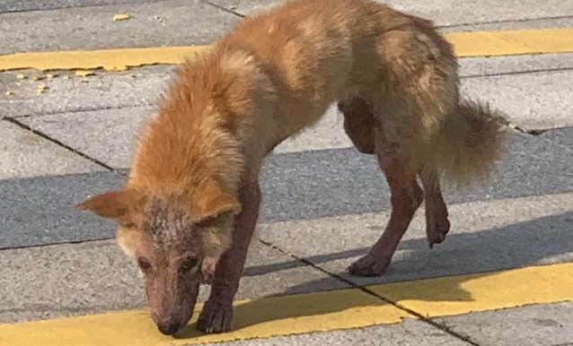 狗狗走失200多天后回家，主人：它逃回来的，前腿关节都磨破了