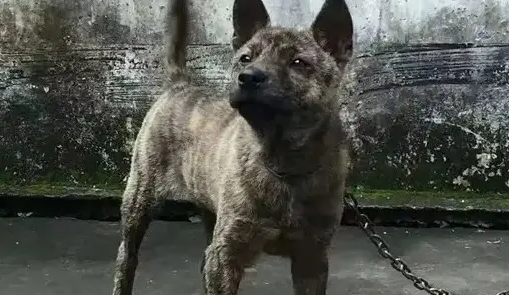 虎斑犬掉毛严重吗？除了掉毛，体味啥的样样都是挑战