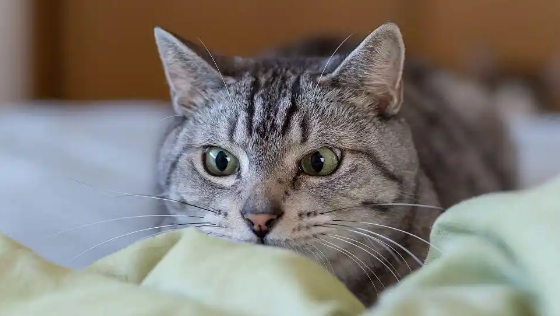 猫咪眼睛红肿流泪的诱因是什么 猫咪眼睛红肿流泪的诱因是什么
