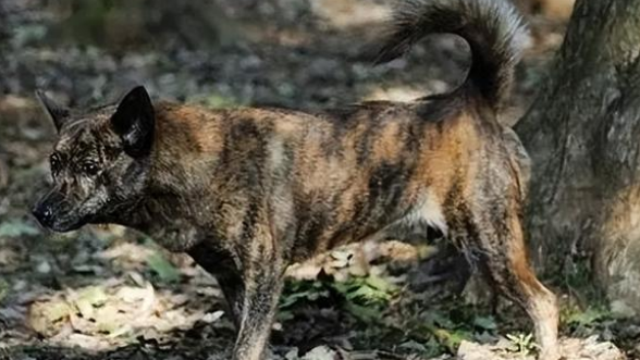 虎斑犬聪明吗?网友:养了就真香!智商实力藏不住 虎斑犬聪明吗?网友:养了就真香!智商实力藏不住