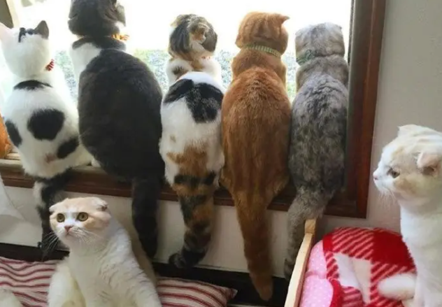 猫咪每天趴在窗前发呆，只是为了这件事！
