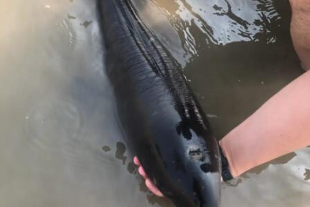 江豚还有多少只 江豚还有多少只