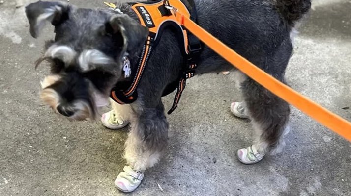 fokwow狗鞋正确穿法是什么 fokwow狗鞋正确穿法是什么