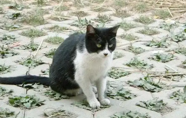 流浪猫用身子蹭你，是什么意思，你知道吗？