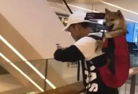 老爷爷背柴犬出门引起路上注意,狗狗发现有人在拍它时露出笑容 老爷爷背柴犬出门引起路上注意,狗狗发现有人在拍它时露出笑容