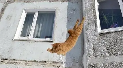 猫真的有九条命?专家把150只猫从高楼扔下,结果你猜怎么着? 猫真的有九条命?专家把150只猫从高楼扔下,结果你猜怎么着?