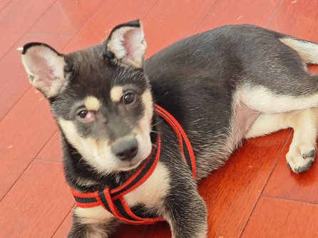 狗眼睛红肿睁不开是怎么回事用什么药