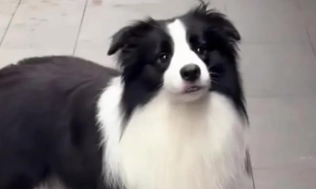 边牧有多聪明?网友表示,自己仿佛是它的宠物 边牧有多聪明?网友表示,自己仿佛是它的宠物