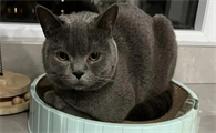 猫咪呕吐绿水是胆汁反流吗