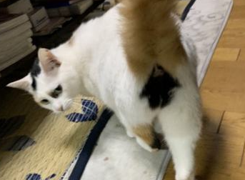 猫猫放屁正常么 猫猫放屁正常么