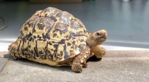 豹纹陆龟怎么看年龄?这几招帮你精准判断 豹纹陆龟怎么看年龄?这几招帮你精准判断