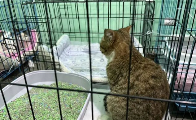 成都一空置房关了上百只猫,官方通报后记者实地探访 成都一空置房关了上百只猫,官方通报后记者实地探访