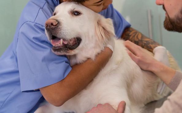 基因疗法让骨关节炎犬只重获活力，可有效缓解宠物疼痛