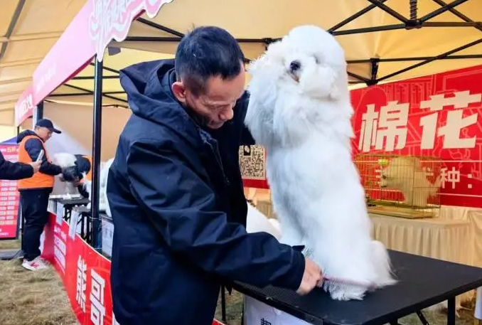 打造“萌宠之都”新名片!辽宁鞍山铁西区宠物产业大会点燃冬日经济 打造“萌宠之都”新名片!辽宁鞍山铁西区宠物产业大会点燃冬日经济