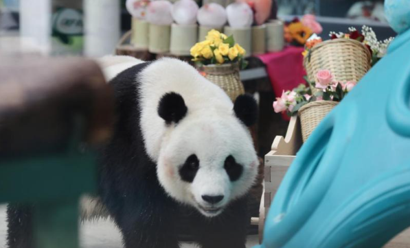 天津动物园回应游客带宠物狗看顶流熊猫喜乐：明令禁止