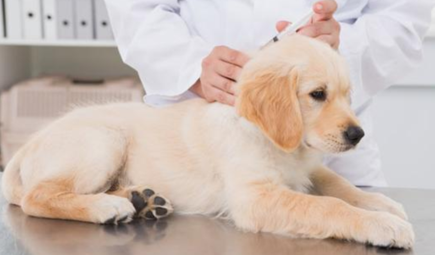 犬瘟病吃什么药