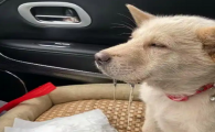 狗狗吐白色泡沫是怎么回事该怎么办