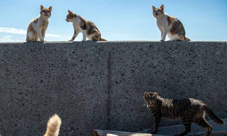 猫比人多，塞浦路斯的大麻烦应该如何应对？