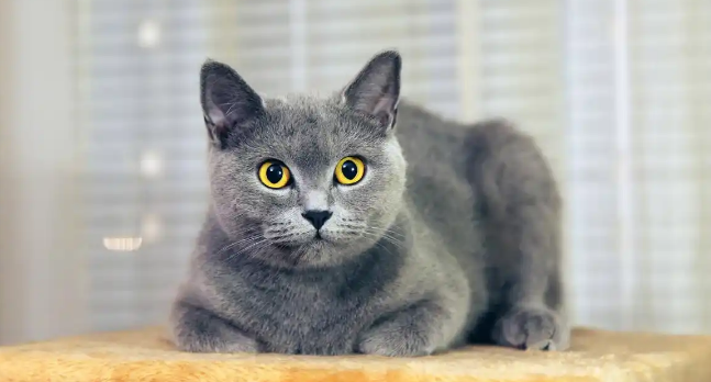 蓝猫怎么看纯不纯？这几个细节一眼辨纯正