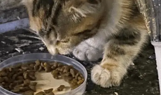 小姐姐捡到两只流浪的小猫，原主人辞职回老家就丢弃了小猫