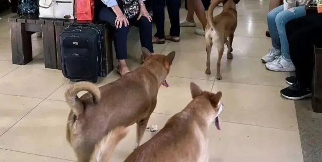 网友在车站偶遇三只来送行的狗狗，这一幕……好暖啊！