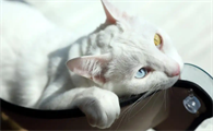 猫咪呕吐白色泡沫该排查什么病