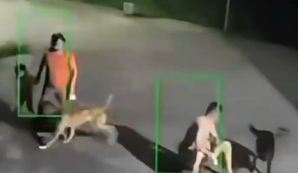 湘潭一只狗突然扑向小孩，主人箭步上前制止挥拳暴击