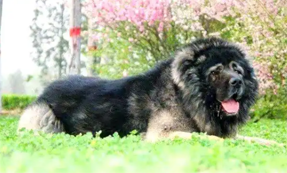 高加索犬的饮食指南：从幼犬到成犬的喂养秘诀