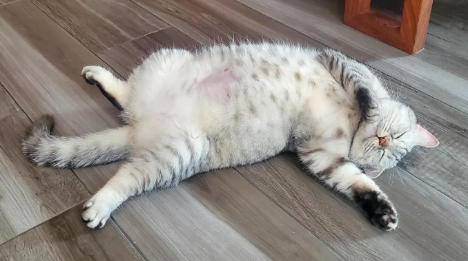 猫咪频繁呕吐怎么办