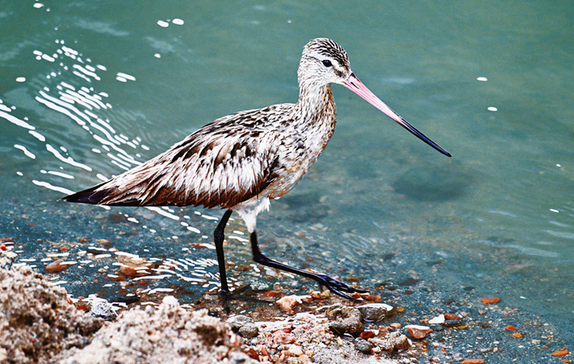 “迁徙王者”斑尾塍鹬首现陕西宝鸡渭河水域 “迁徙王者”斑尾塍鹬首现陕西宝鸡渭河水域