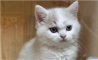 猫咪换牙期需要注意什么
