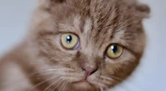 猫鼻支眼睛发炎症状有哪些