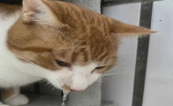 猫咪发烧呕吐不吃东西喝水怎么办